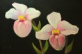 /album/pastels/phragmipedium-schlimii-jpg1/